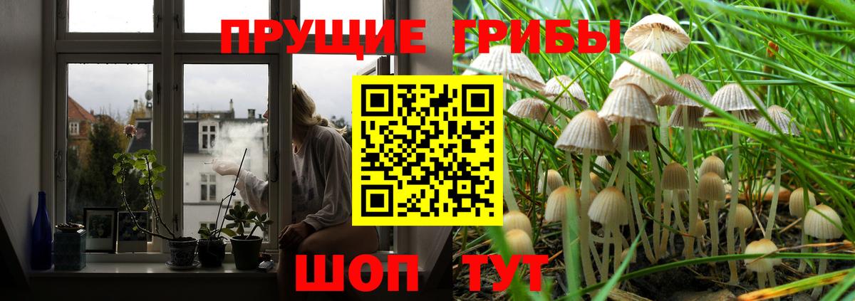 Богородск  Псилоцибиновые грибы Cubensis  Вход с VPN 